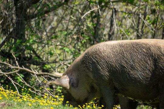 wild boar in the woods