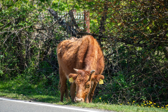 cow in the field
