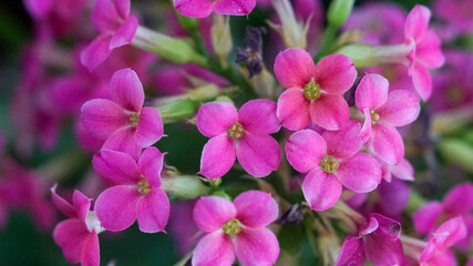 Obraz premium Close-up of cluster of small Kalanchoe blossfeldiana pink flowers with five petals and yellow-green centers on green stems
