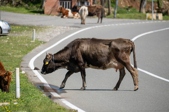 cow crossing the road