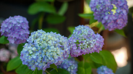 Obraz premium Clusters of hydrangea flowers in shades of light blue, lavender, and purple with green leaves