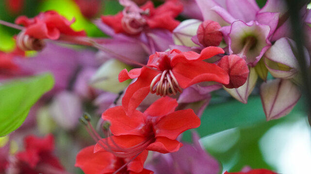 Cluster of vibrant red Clerodendrum splendens (Flaming Glorybower) flowers blooming with purple bracts in a tropical garden