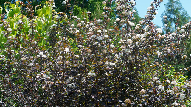 Common Ninebark (Physocarpus opulifolius) with dark purple foliage and white flower clusters blooming in a bright summer garden.