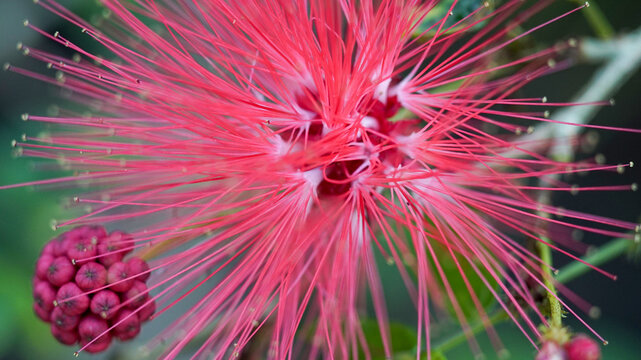 Extreme macro shot of a vibrant red Calliandra flower (Powderpuff) showing its delicate long stamens and flower bud in a sunny garden.