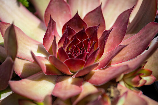 Echeveria leaf pattern shows macro detail. Echeveria rosette displays pink natural symmetry. Garden echeveria growth stays evergreen outdoors. Ornamental leaves keep echeveria in focus.