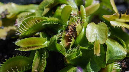 Macro shot of a Venus flytrap (Dionaea muscipula) carnivorous plant with open traps ready to catch insects in a garden. © shufilm