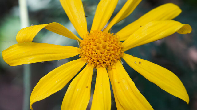 macro shot of a vibrant yellow Euryops daisy flower, showcasing its radiant petals and detailed golden center in a garden.