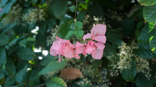 Close-up of pink bougainvillea flowers with papery bracts and small white centers hanging from stem