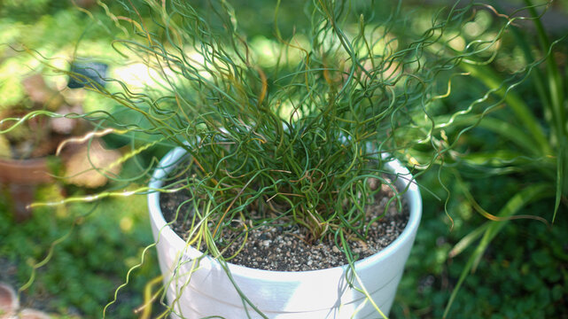 Unique spiral-shaped leaves of a Corkscrew Rush (Juncus effusus 'Spiralis') plant growing in a white ceramic pot in a garden.