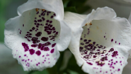 Extreme close-up of white Foxglove (Digitalis purpurea) flowers, showing the intricate purple spotted patterns and fine hairs inside the bells. © shufilm
