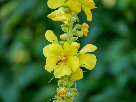 A two-colored wood ant (Lasius emarginatus) on the flower of a Pholmoides mullein (Verbascum pholmoides). Photographed in Tremosine.
