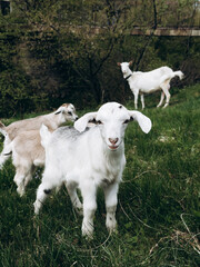 Obraz premium Young goats exploring countryside near small bridge