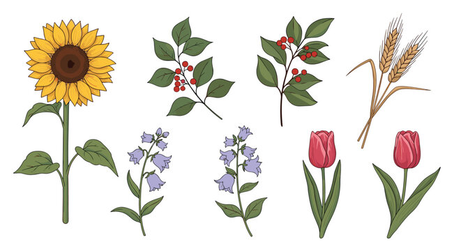 Collection of botanical illustrations includes a large sunflower, berry branches, bellflowers, red tulips, and a bundle of wheat stalks.