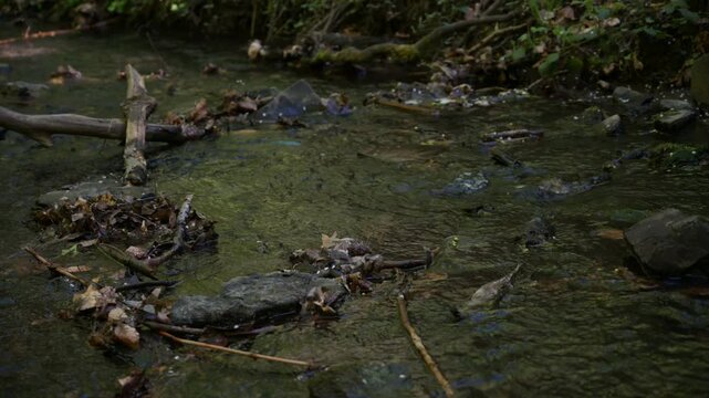 Gentle forest stream flowing over rocks and fallen leaves in dappled sunlight