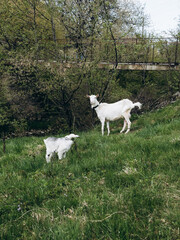 Obraz premium Young goats exploring countryside near small bridge