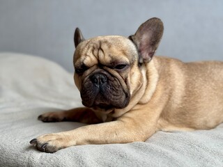 Obraz premium A cute, contented French bulldog of fawn color lies on a bed with a beige bedspread in a close-up home environment