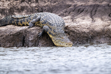 Fototapeta premium Large Nile Crocodile slips into the water of Chobe River in Botswana.