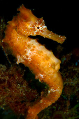 Caballito de Mar Africano en el fondo marino © IKER