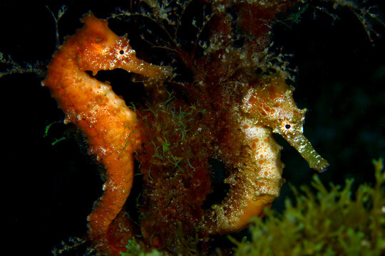 Pareja de Caballitos de Mar Africanos en el lecho marino
