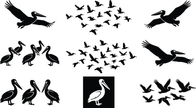 Pelican bird silhouettes set with flying flock standing poses and wildlife vector illustration isolated on white background