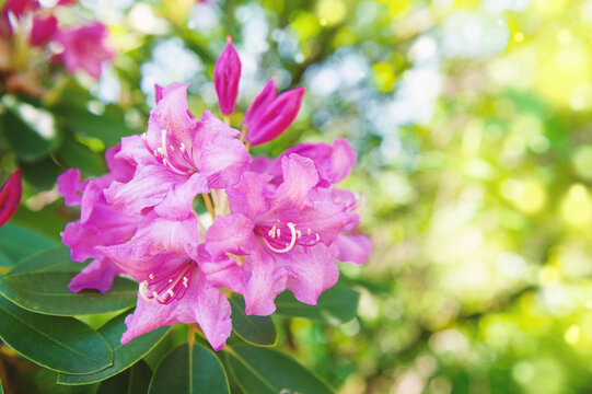 Pink rhododendron blossom in spring garden