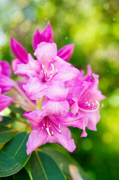 Pink rhododendron blossom in spring garden