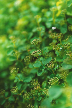 Fresh botanical texture of lush green foliage with delicate buds