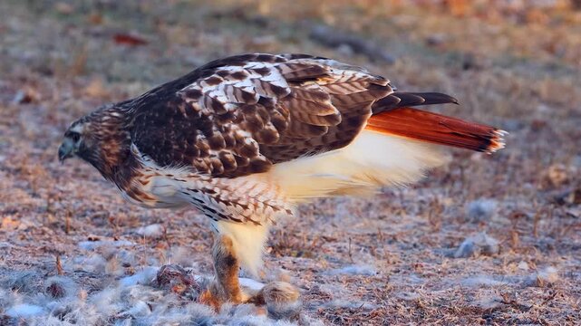 Red-tailed hawk eating freshly killed rabbit, close-up of wild behavior and Winter survival.