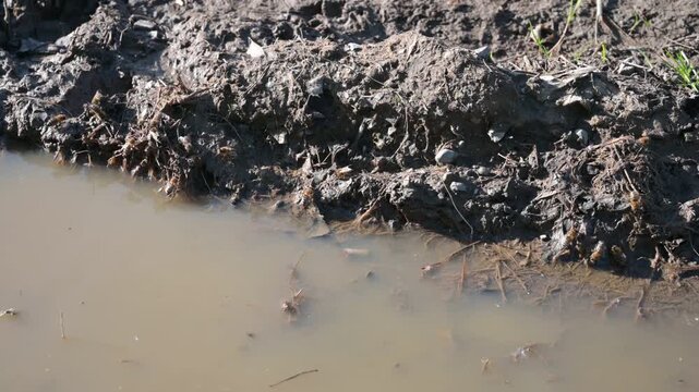 Bees gather at a muddy puddle on a sunny day, collecting essential minerals and water