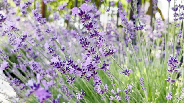 A beautiful field of blooming lavender flowers with a bee