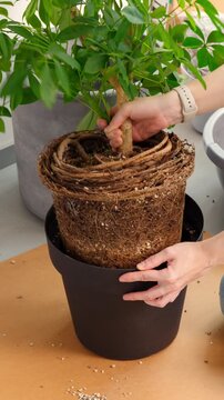 Vertical stop motion of hands removing the schefflera root ball from a black plastic pot during indoor repotting. Cinematic plant-care moment for gardening tutorials and houseplant brand storytelling.
