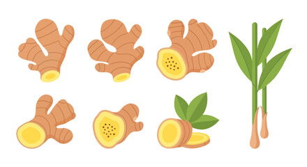 Fresh ginger root and leaves set illustration © Ganesha