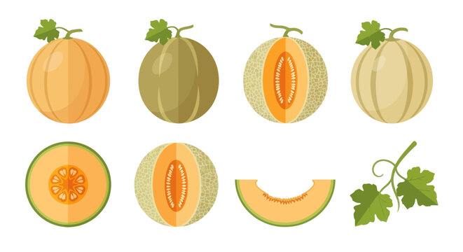 Fresh melons isolated fruit illustrations
