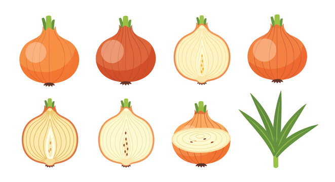 Fresh onion set whole and sliced