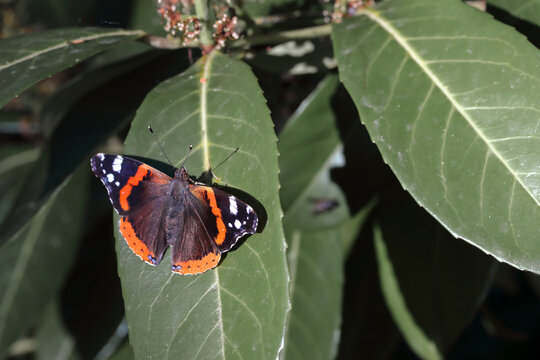 Un beau papillon de jour sur une feuille de laurier