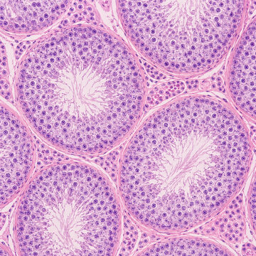 Seminiferous Tubules Histology Under Microscope