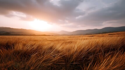 Obraz premium Golden hour light illuminates an expansive field of tall grass under a vast dramatic cloudy sky at sunset