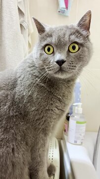 A portrait of a surprised British Shorthair cat with big yellow eyes