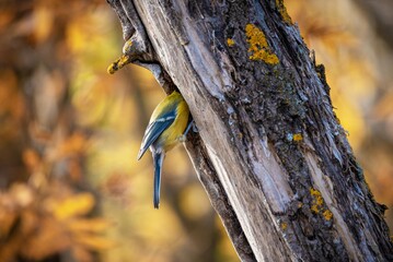 Eurasian blue tit bird exploring a tree hollow. Small wild songbird searching for food in a bark cavity. Autumn forest wildlife nature scene with bird in natural habitat. © OlegKovalevich