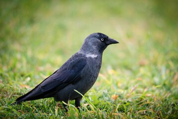 Fototapeta premium Western jackdaw standing on green grass. Wild bird with dark plumage and pale eye in nature. Ornithology study and wildlife observation. Animal portrait in garden environment.