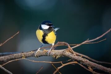 Great tit bird perched on a tree branch. Small yellow songbird in nature, wildlife photography. Encounter with wild avian species in forest environment, birdwatching and nature concept. © OlegKovalevich