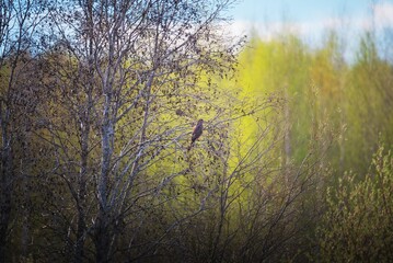 Fototapeta premium Buzzard sitting on a branch of an alder tree in spring. Bird of prey resting in the forest. Wildlife photography of a raptor in its natural environment, nature conservation concept.