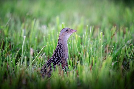 Corn crake bird standing in tall green grass. Detailed wildlife portrait of a wild bird in its natural environment. Conservation and nature photography concept for study of animal life.