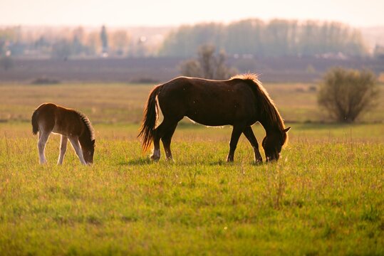 Mare with foal grazing on green field. Mother horse and baby horse eating grass in countryside. Peaceful animal life in nature, rural summer scene with backlit lighting warm glow.