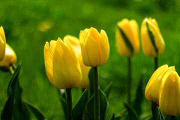Obraz premium yellow tulips in the garden