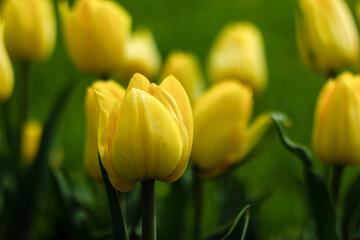 Obraz premium yellow tulips in the garden