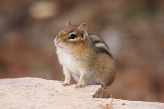 Chipmunk of the edge of a granite rock/stone