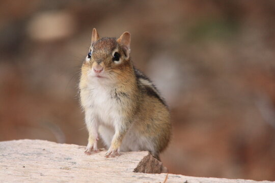 Chipmunk of the edge of a granite rock/stone