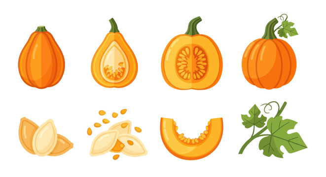 Orange pumpkins cross sections isolated