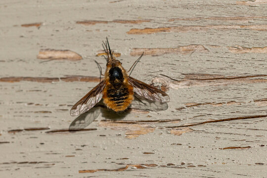 close-up of a furry bee-fly insect resting on a textured wood surface in sunlight